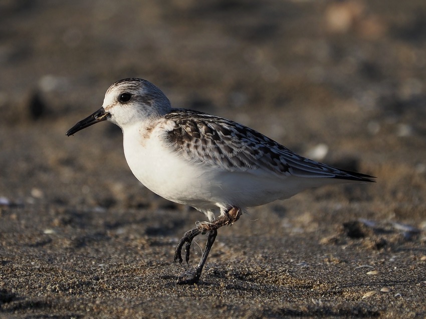 Piovanello tridattilo  (Calidris alba) e lenze....